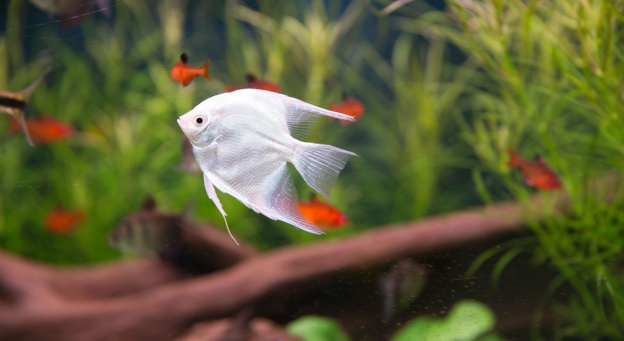Fish care is essential to keep your fish healthy and happy