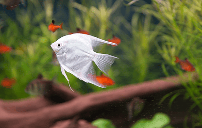Fish care is essential to keep your fish healthy and happy