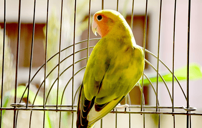 Consejos a tener en cuenta a la hora de cuidar a tu pájaro