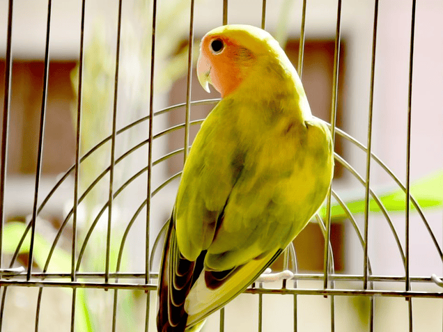 Consejos a tener en cuenta a la hora de cuidar a tu pájaro