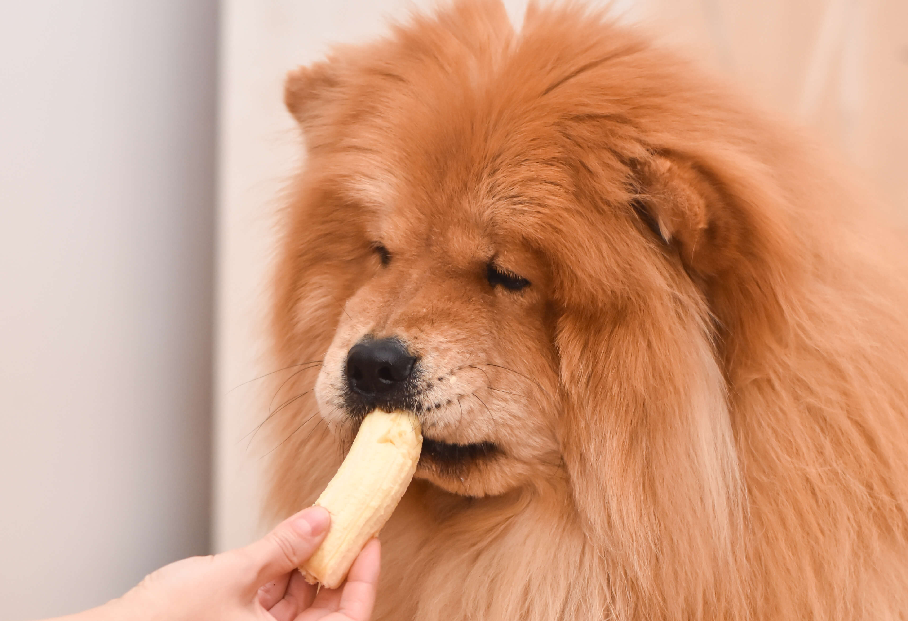Os cães podem comer banana?
