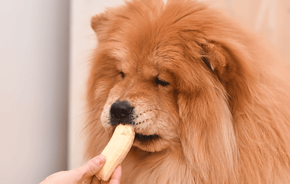 Os cães podem comer banana?