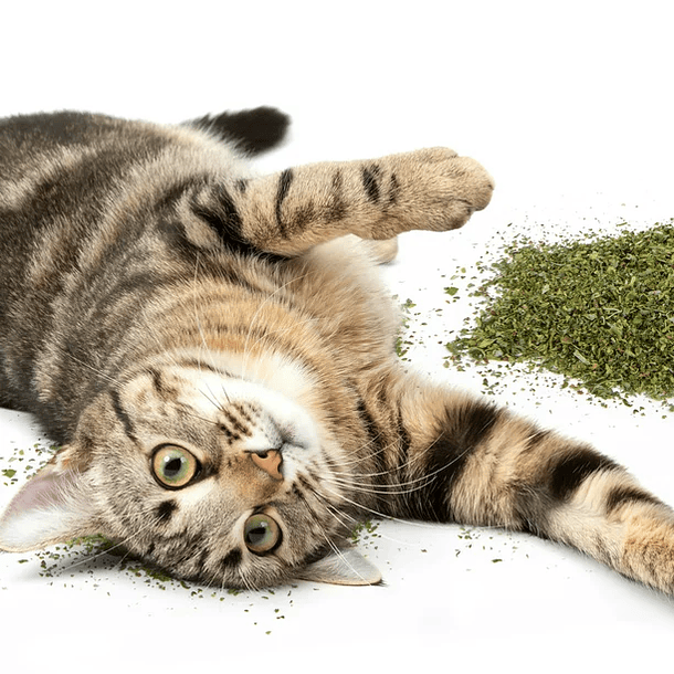 SmartyKat Catnip para gatos, natural, puro e potente, recipiente reutilizável 3