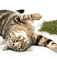 SmartyKat Catnip para gatos, natural, pura y potente, bote mezclador resellable - Miniatura 3