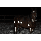 Spray de Sinalização Reflector Temporário Transparente p/ Pêlo de Animais (200ml) - ALBEDO100 4