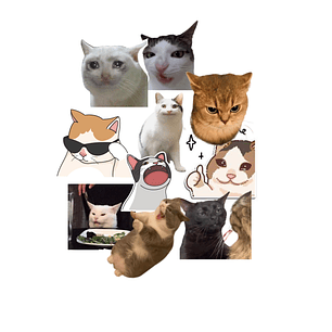 Stickers Calcos Memes Gatos N1 X25 Compu Celu Interiores