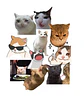 Stickers Calcos Memes Gatos N1 X25 Compu Celu Interiores - Miniatura 1