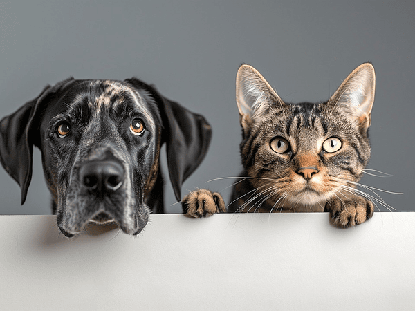 Forman parte de la Familia...