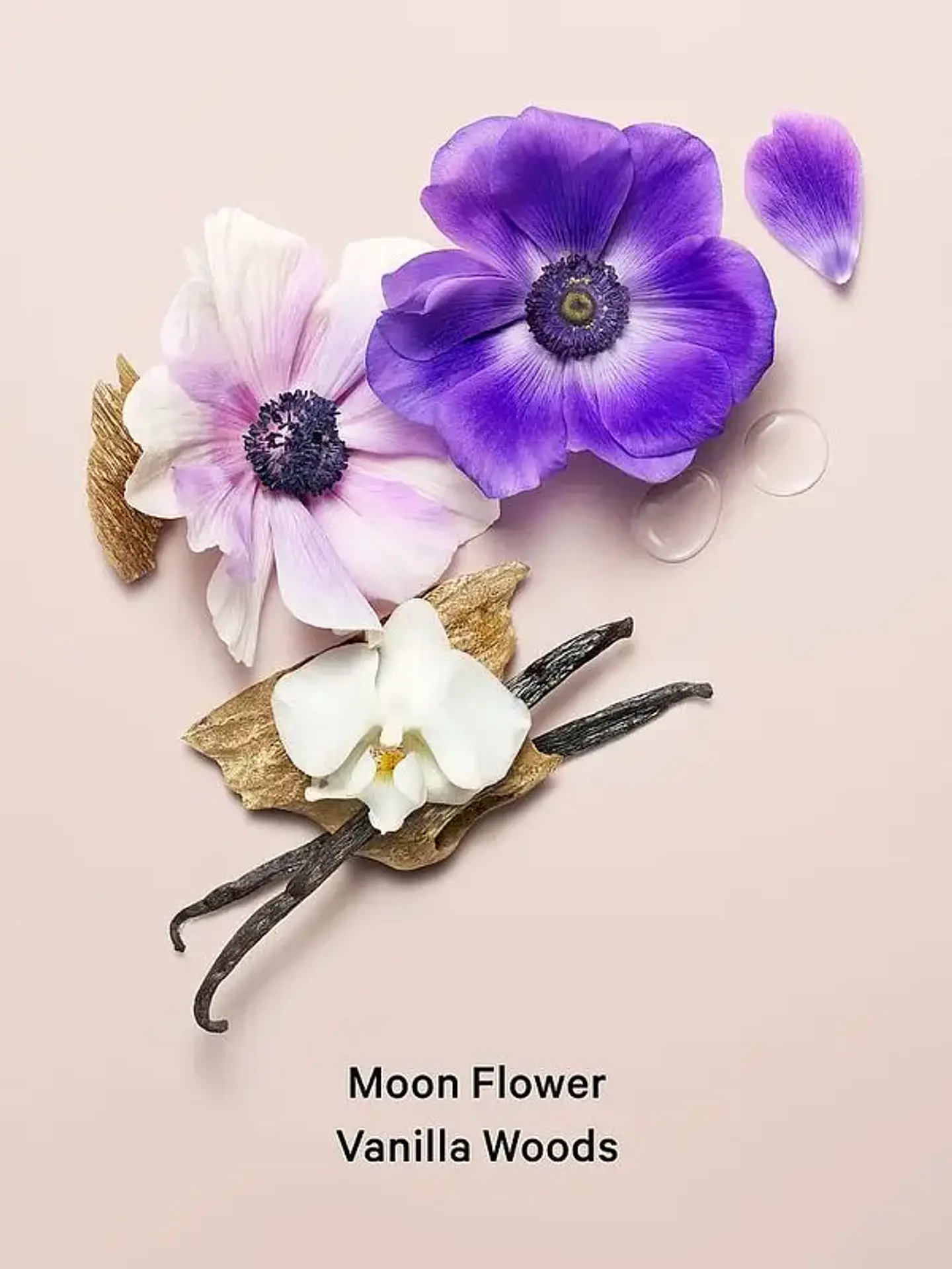 Crema Corporal Midnight Bloom Con Brillo 236 ml 2