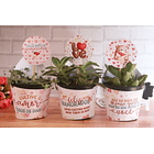 10 Moldes para Suculentas Dia dos Namorados em Jpg 7