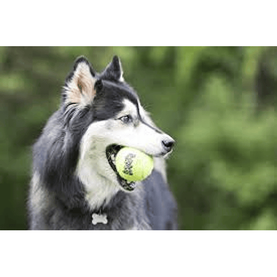 Pelota Kong con Chirriador