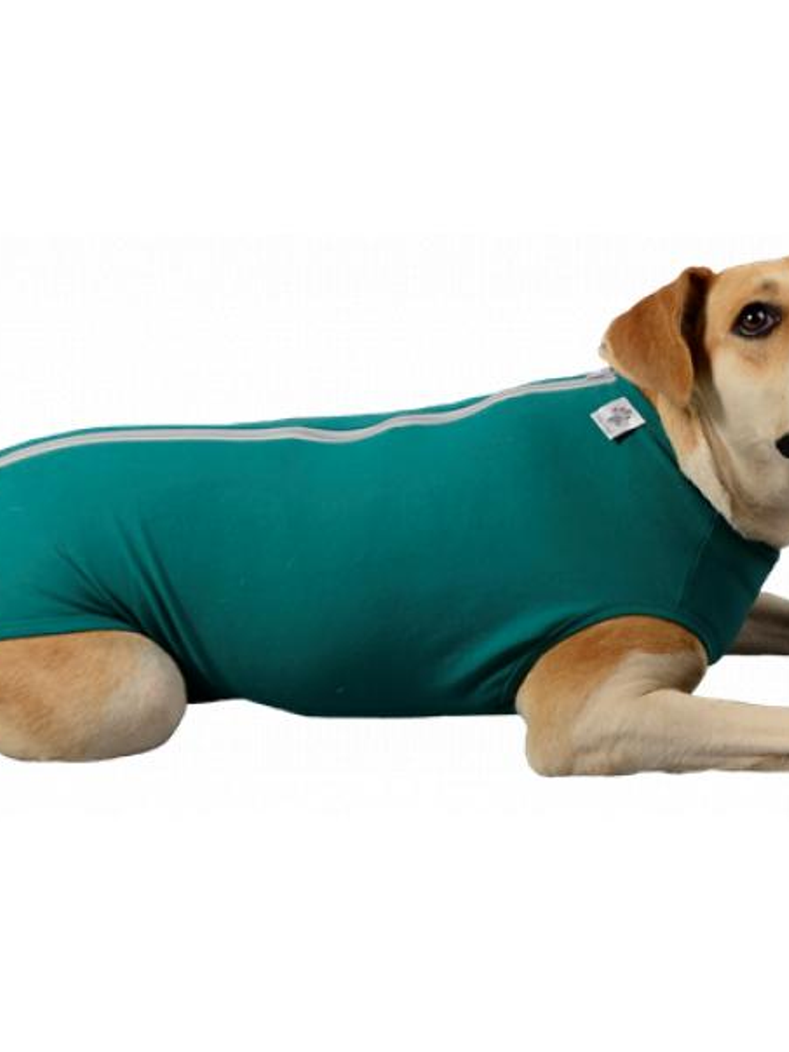 Malla Post-Operatoria unisex Perro Talla 8 1