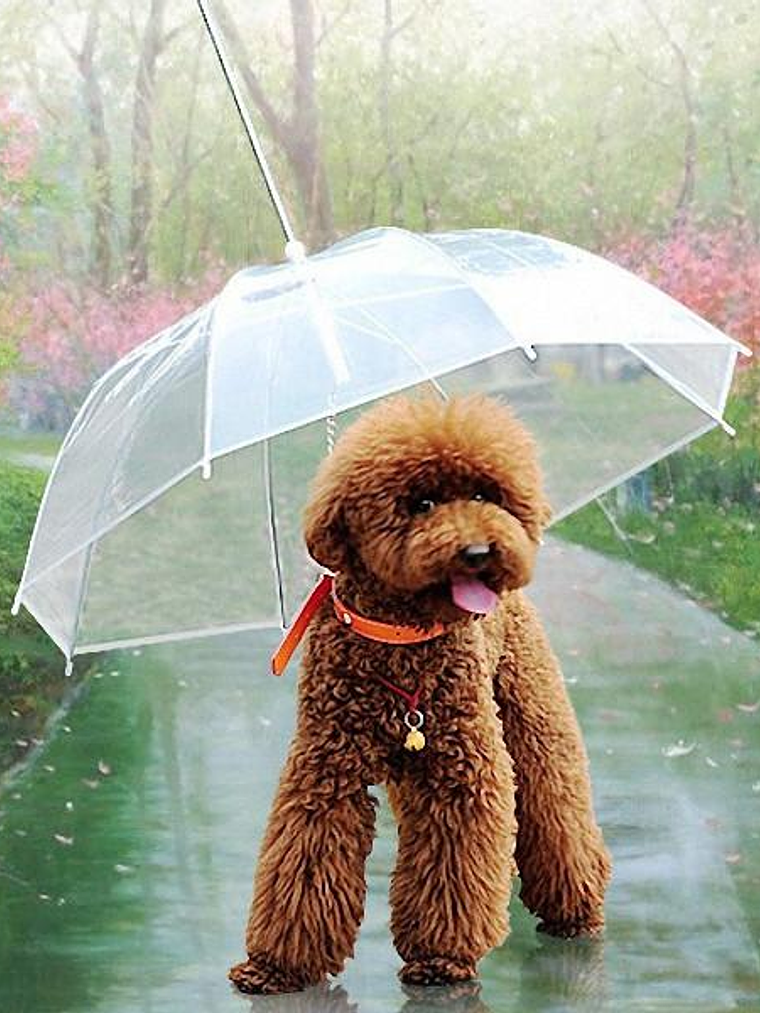 Paragua para perro con cadena 1