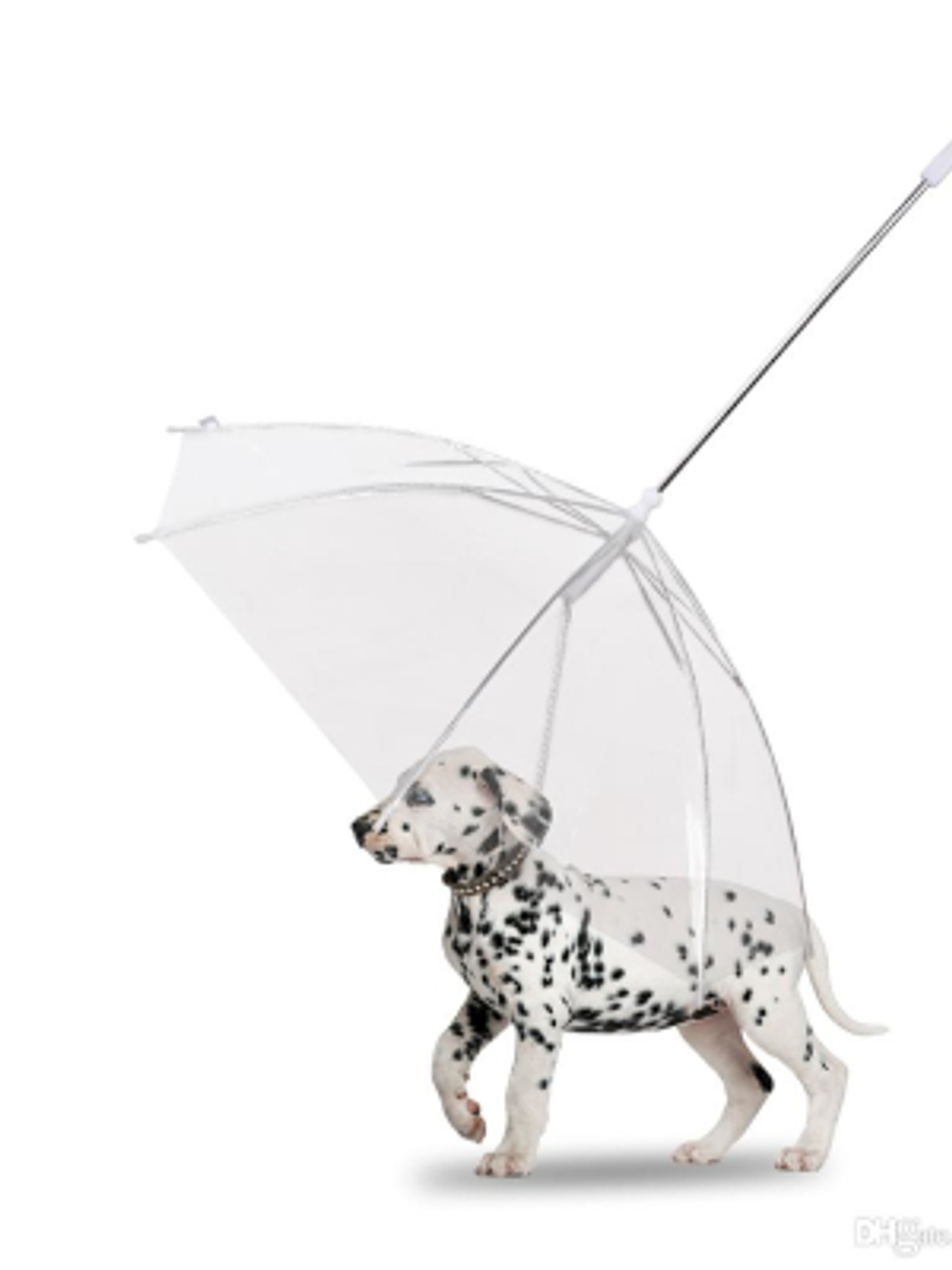 Paragua para perro con cadena 2