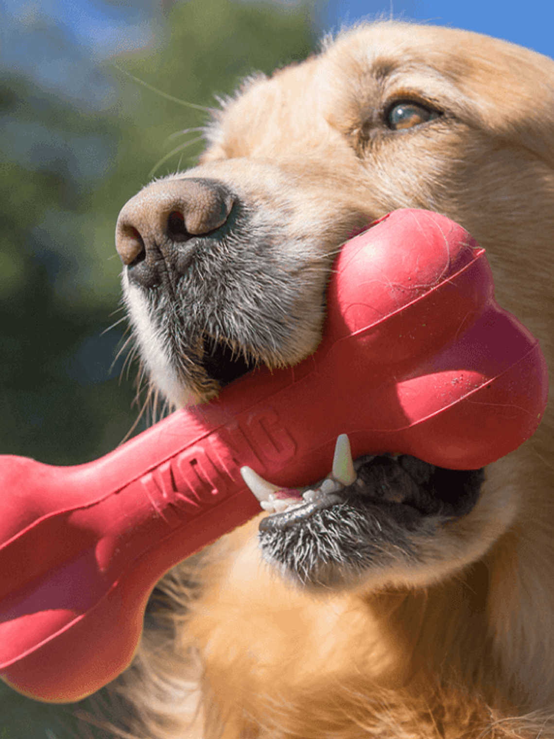 Kong Goodie Bone Grande 4