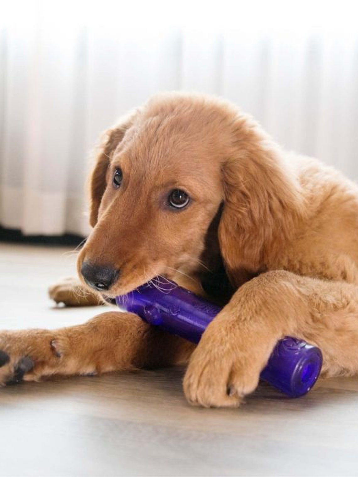 Kong Squeezz Stick Grande 3