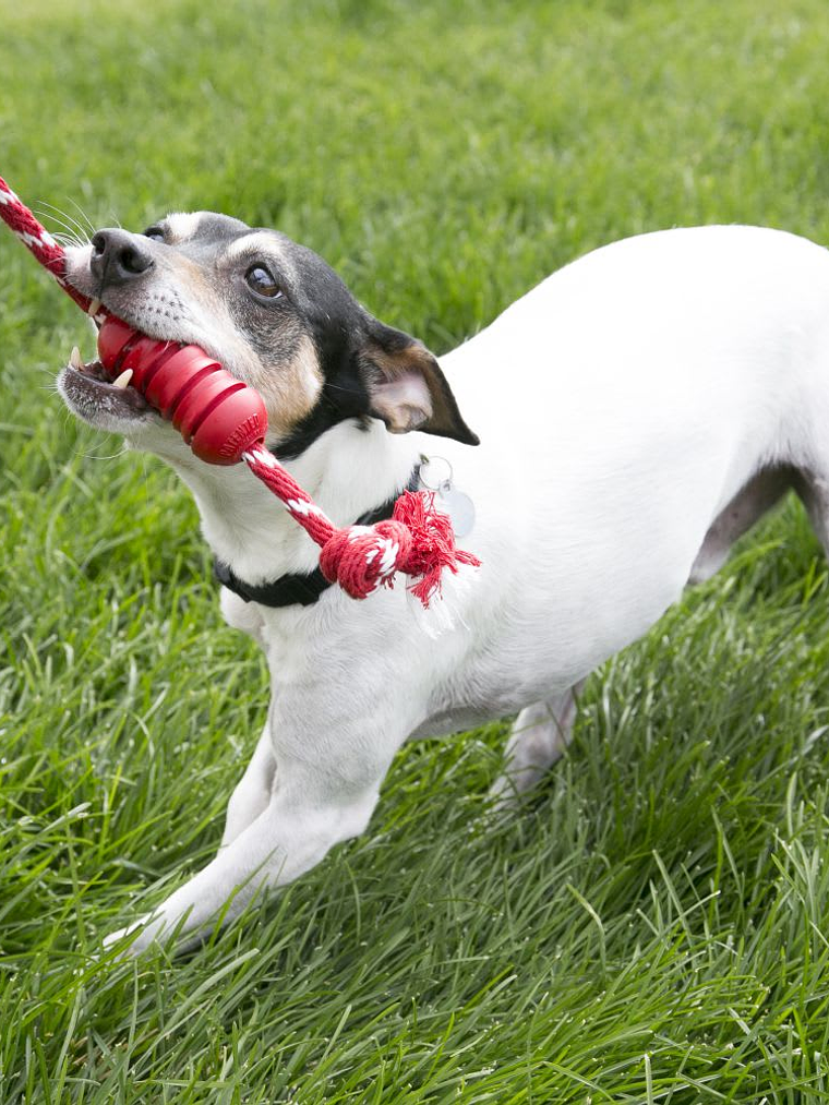 Kong Dental S With Rope 2