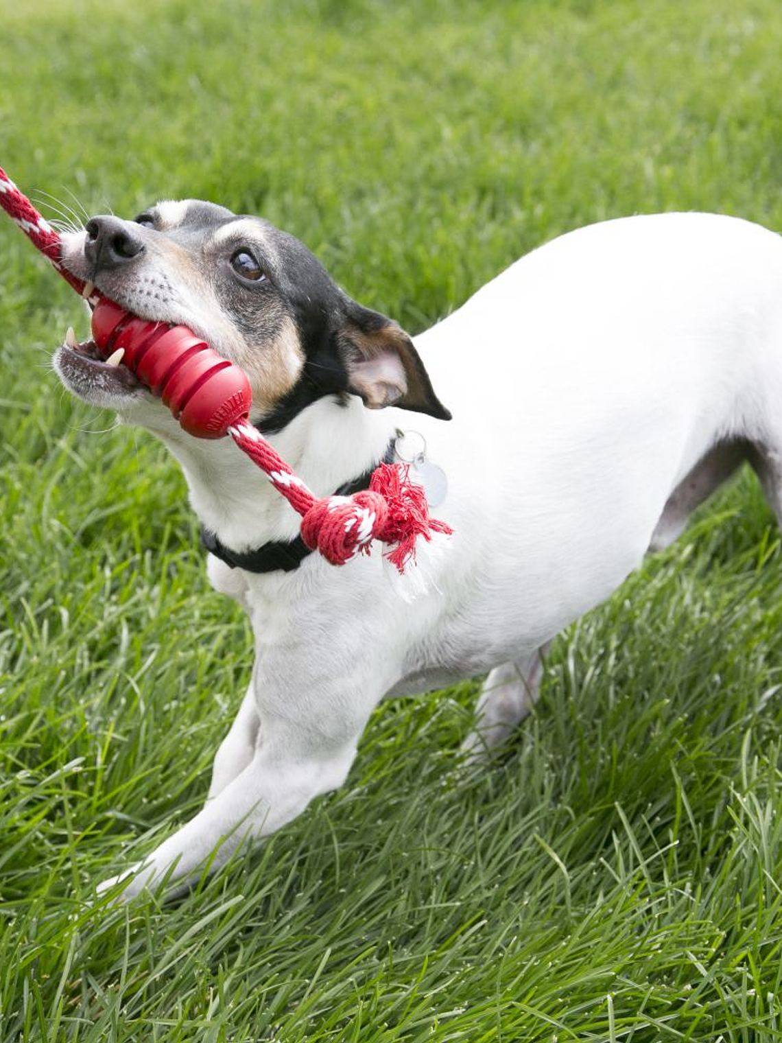 Kong Dental M With Rope M 2