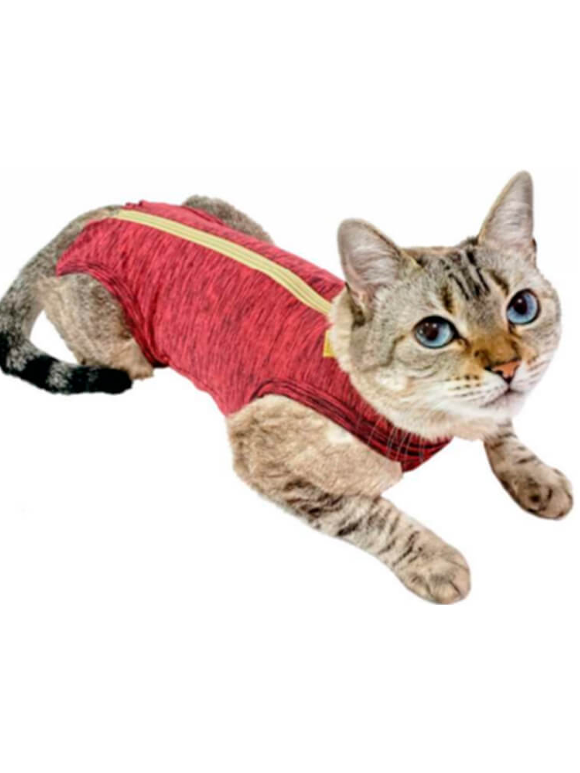 Malla Post-Operatoria Gato Talla 0 verde 2