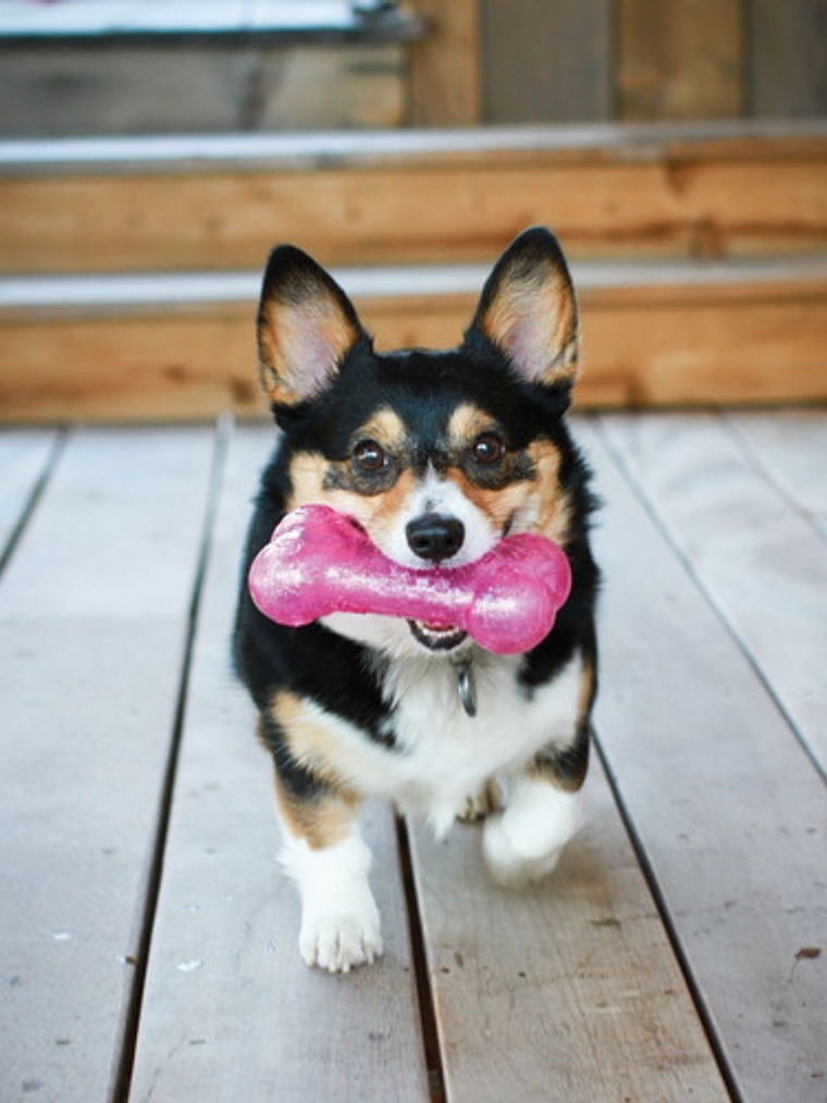 Hueso De Juguete Para Perros Kong Squeezz Bone (pequeño) 2