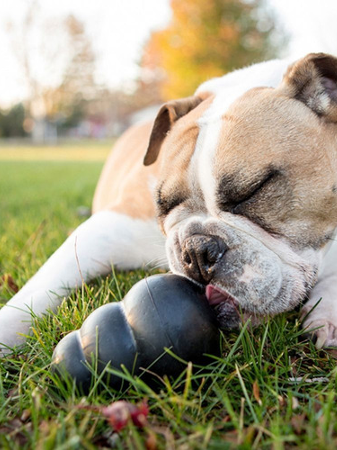 Juguete Para Perro Kong Classic Large Extreme 2