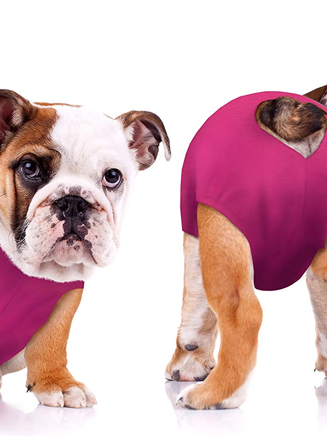 Malla Post-Operatoria Perro Talla 0 (cachorros) 1