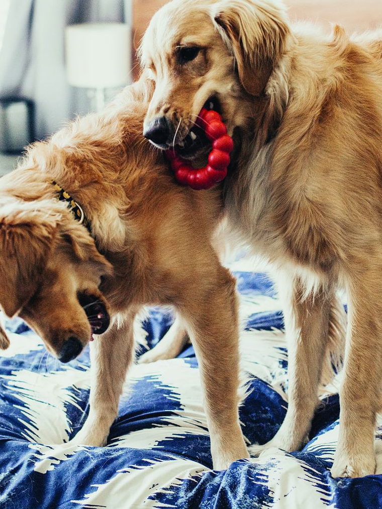 Kong Ring Pequeño 2