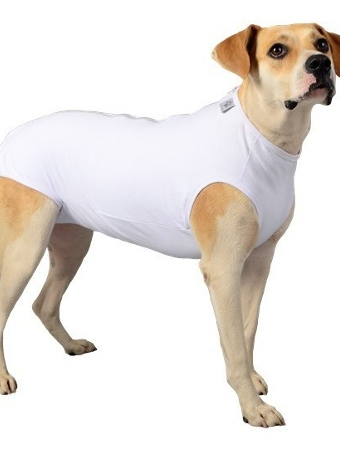 Malla Post-Operatoria castracion Perro Talla 8 1