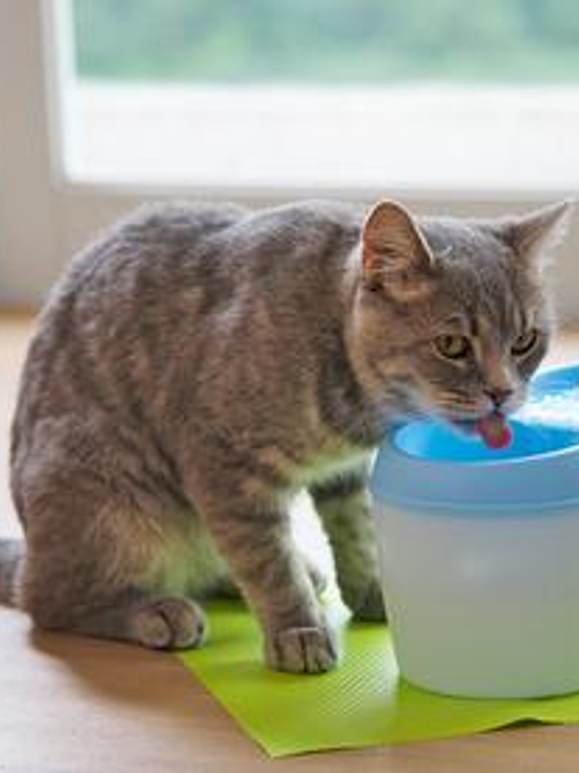 Fuente de agua Cat H20 2