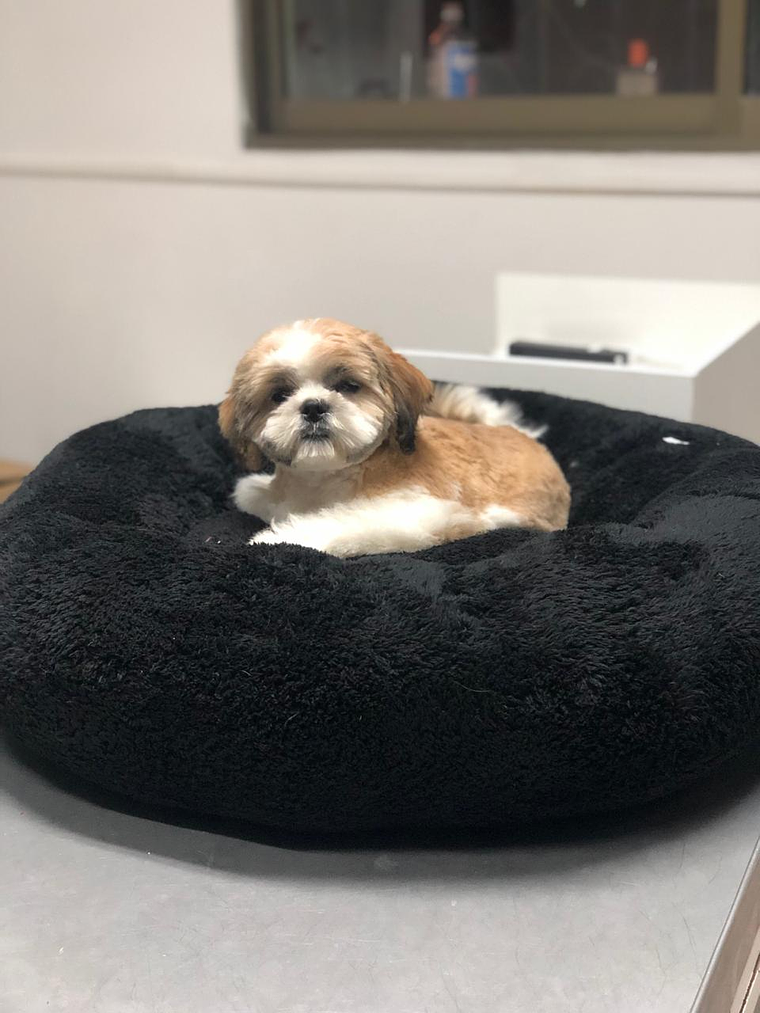 Camas redondas esponjosas Talla S 1