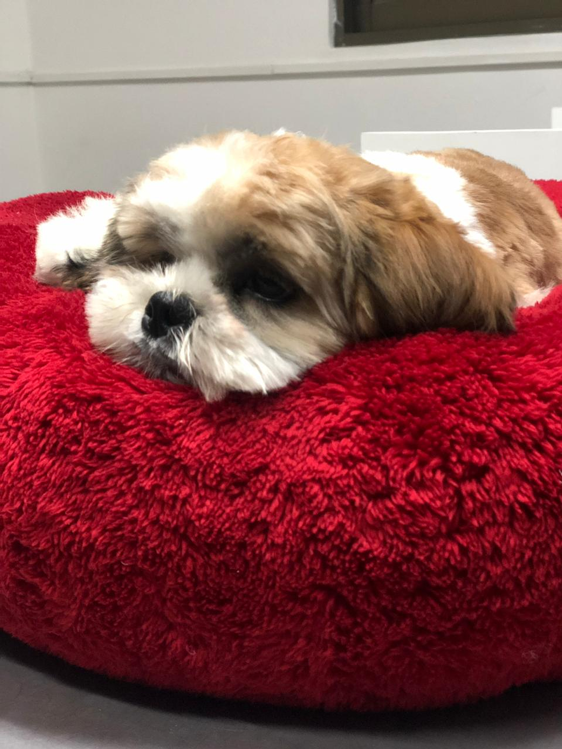 Camas redondas esponjosas Talla S 2