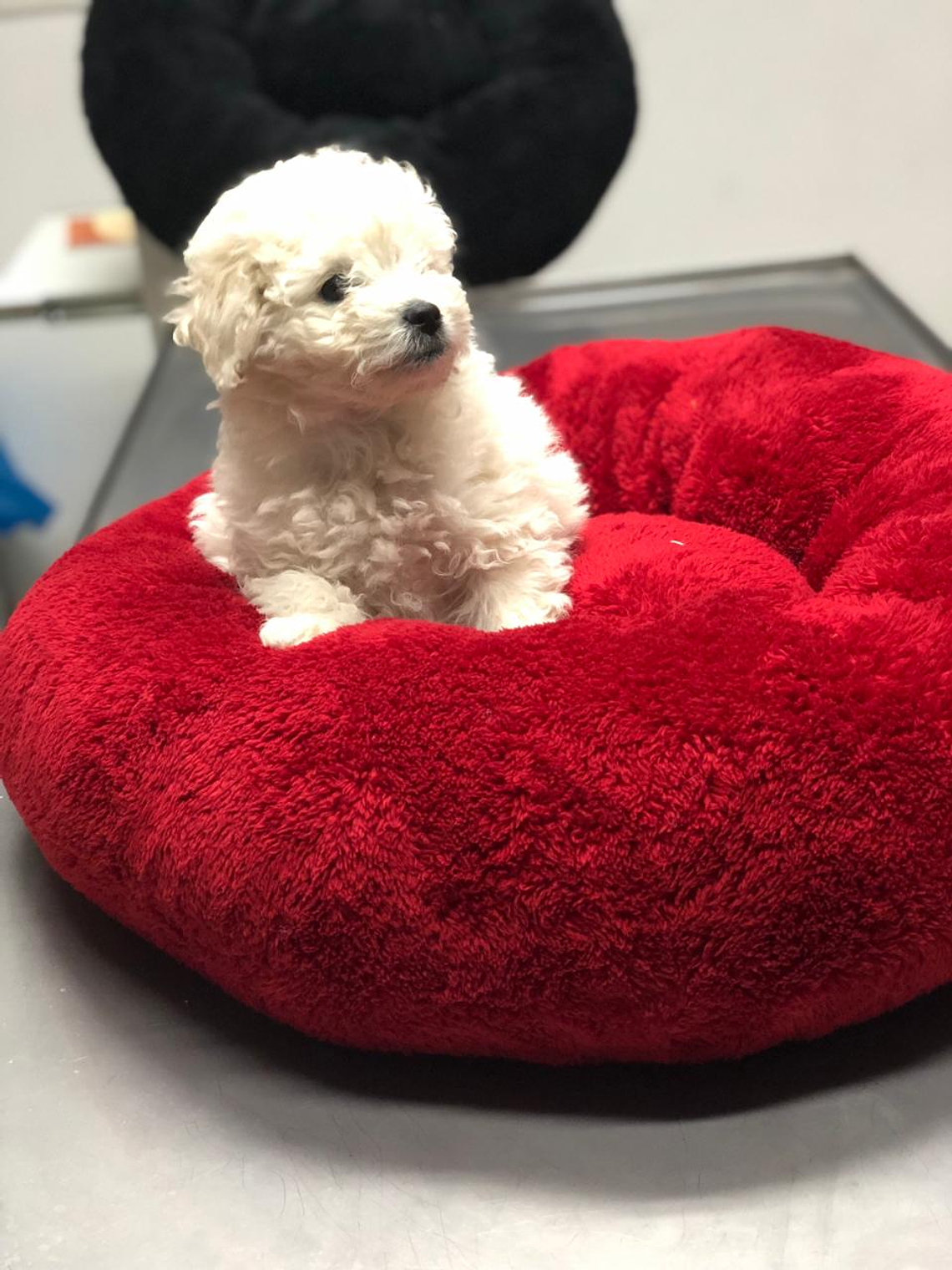 Camas redondas esponjosas talla M 4