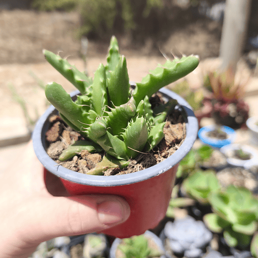 Faucaria Felina