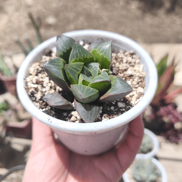 Haworthia Retusa