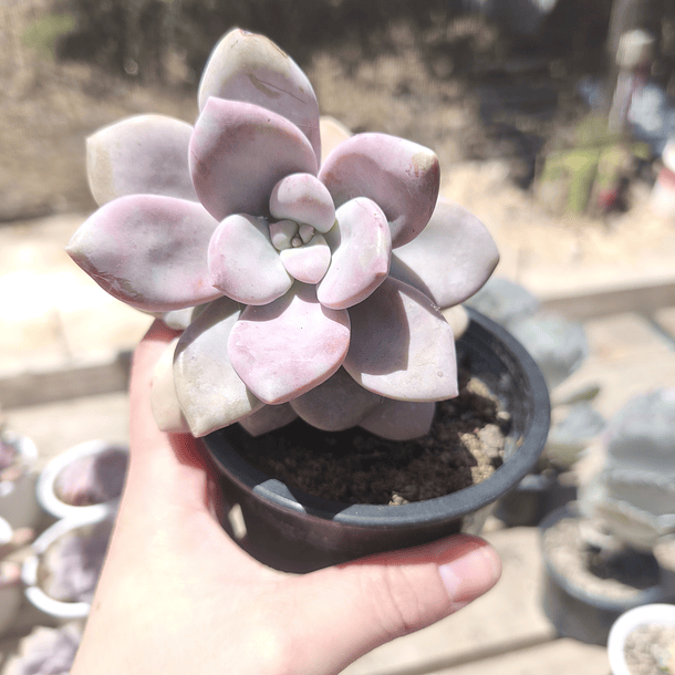 Graptopetalum murasaki 5