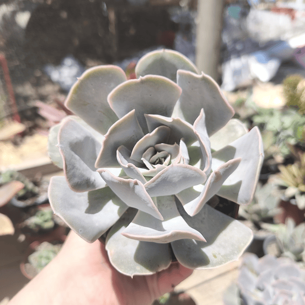 Echeveria San Carlos 5