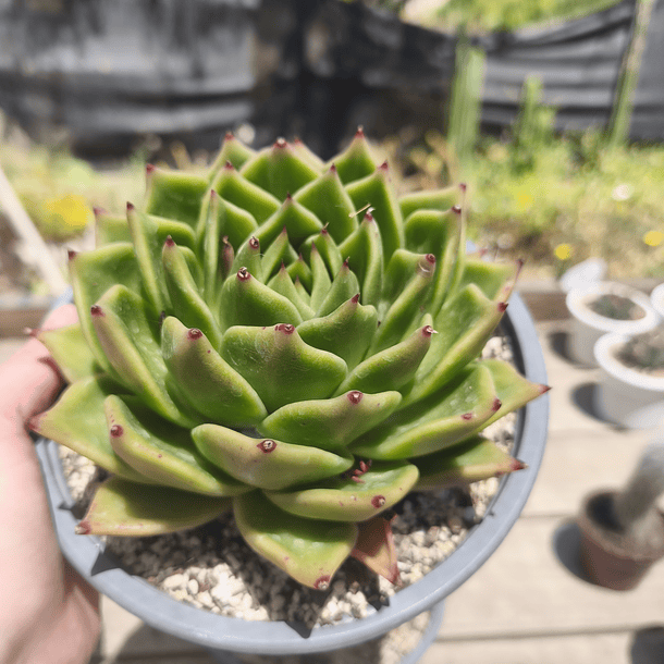 Echeveria Agavoide Dark Green 