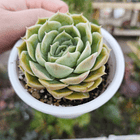 Echeveria Onslow 3