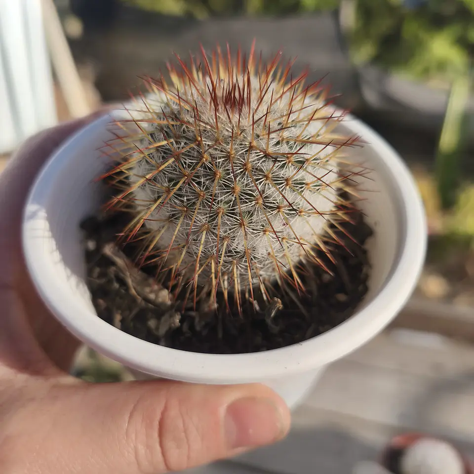 Mammillaria Dixanthocentron 1