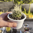 Mammillaria decipiens 2