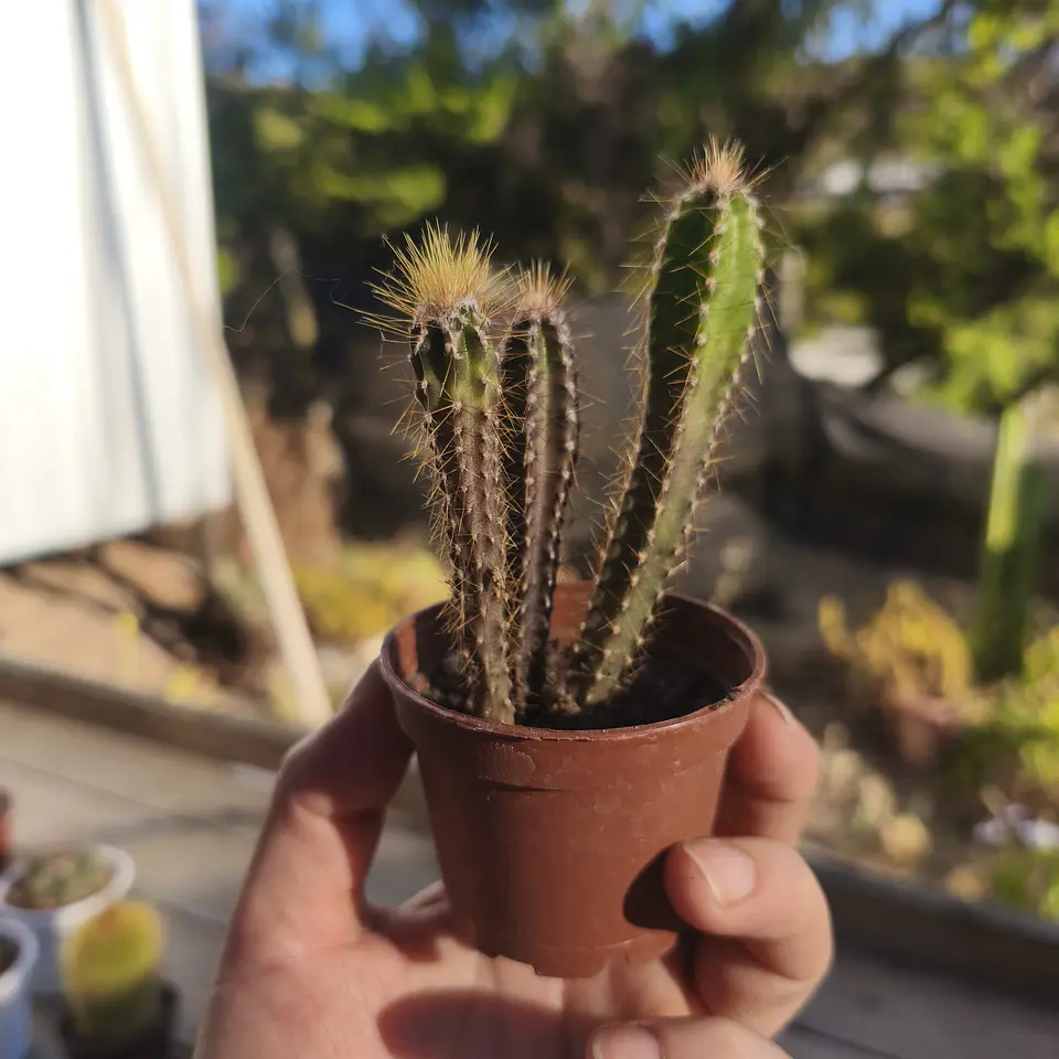 Cactus columnar NN 2