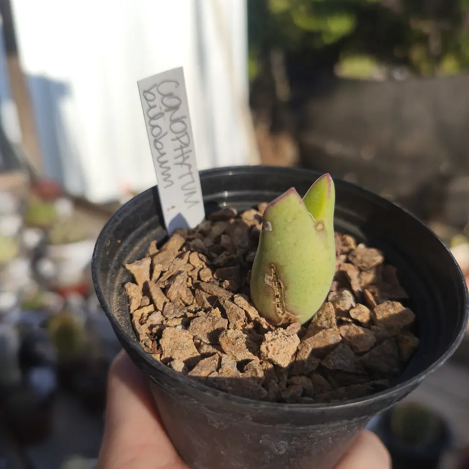 Conophytum bilobum 7