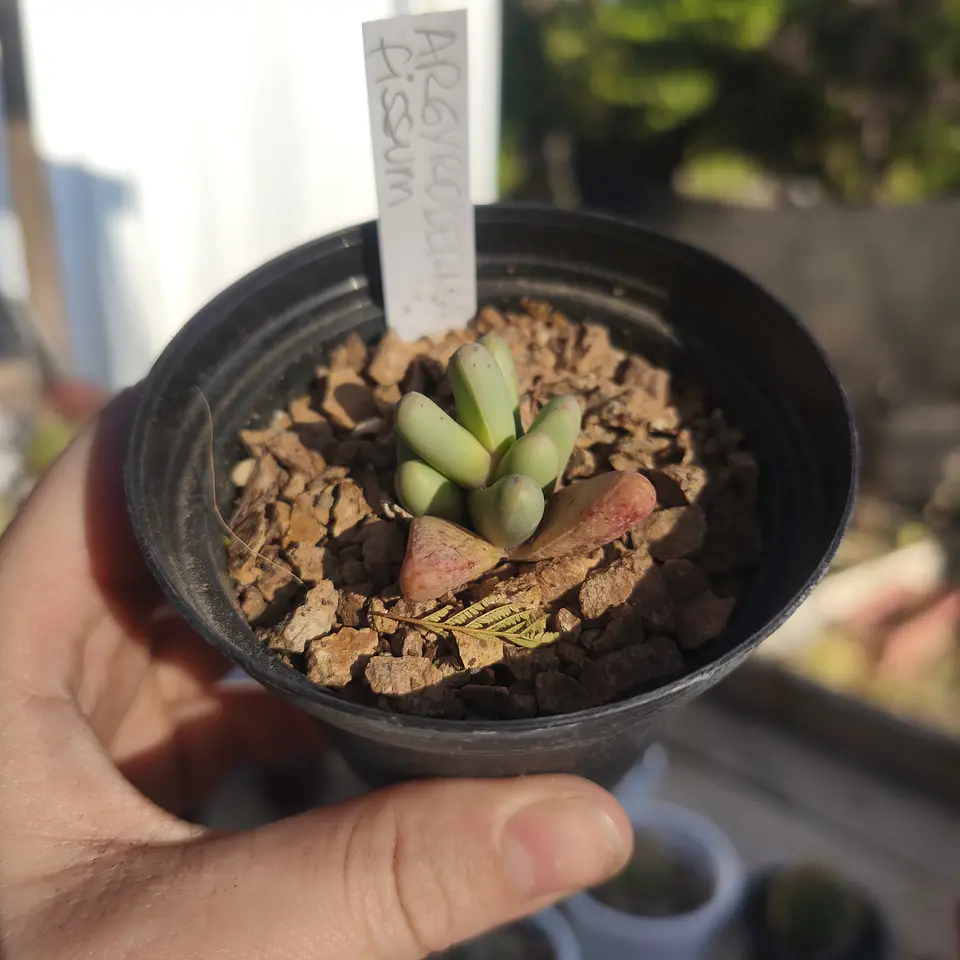 Argyroderma fissum 1