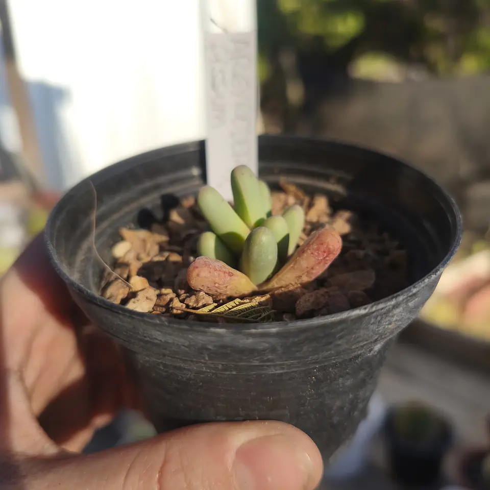 Argyroderma fissum 2