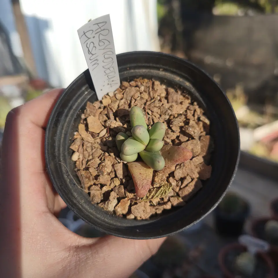 Argyroderma fissum 3