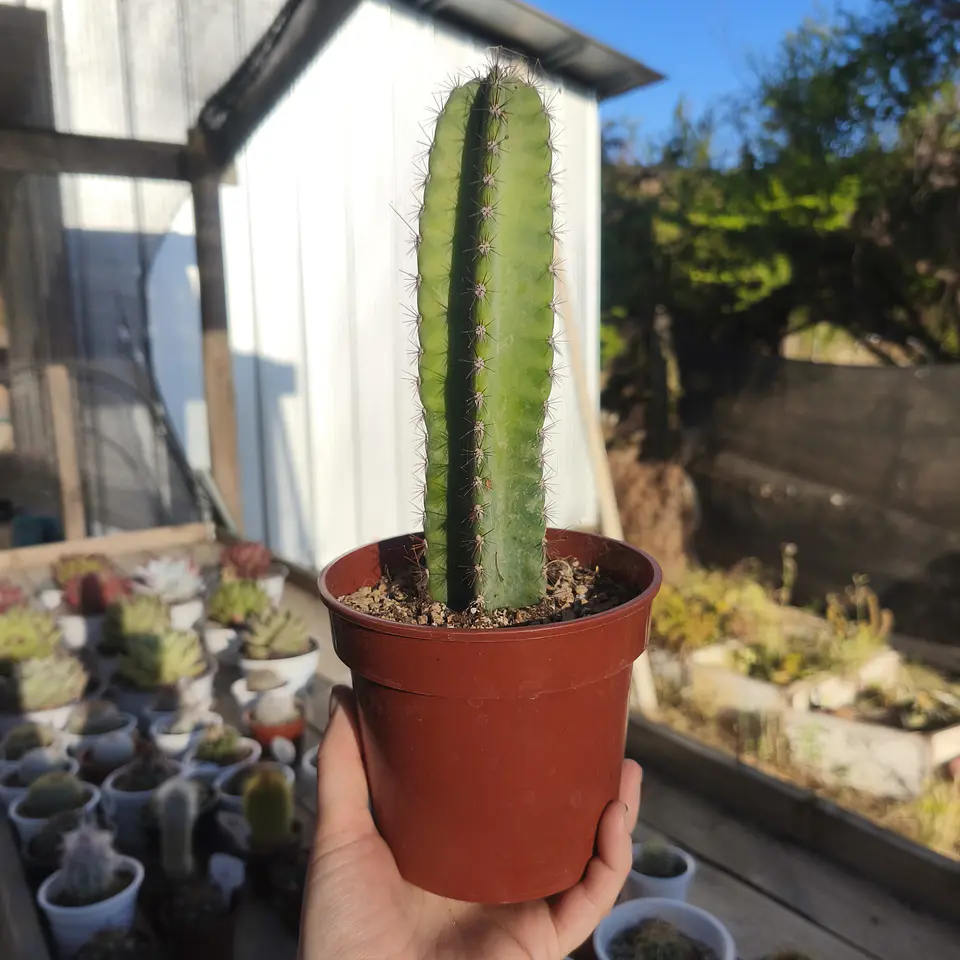 Cactus columnar NN 2 2