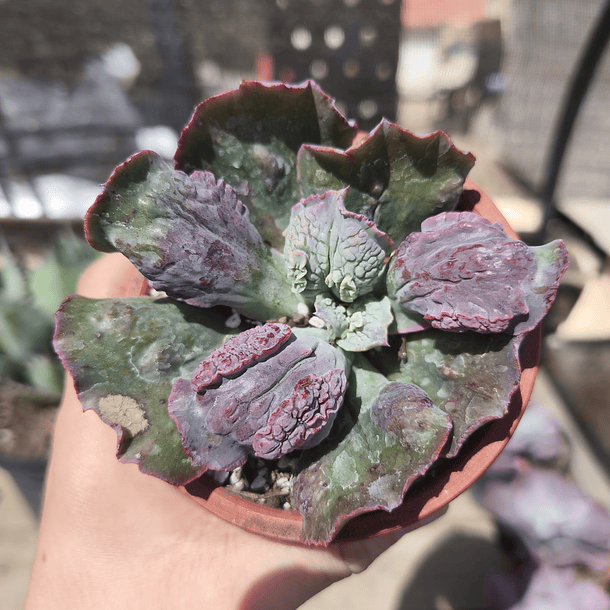 Echeveria Linguas 4