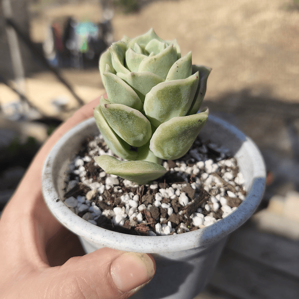 Graptoveria Lovely Rose  5