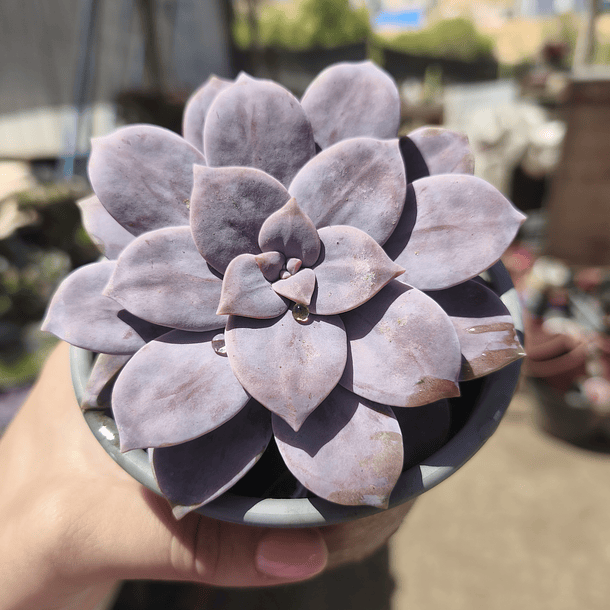 Graptopetalum superbum 4