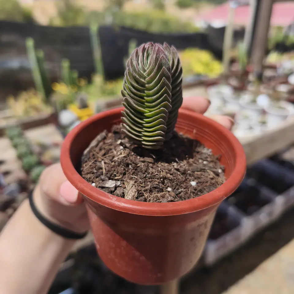 Crassula Templo de Buda 1